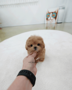 Teacup Maltipoo Female [Lexi]