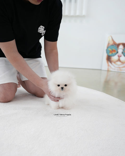 Teacup Pomeranian Male [Loyal]