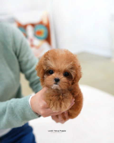 Teacup Poodle Male [Toby]