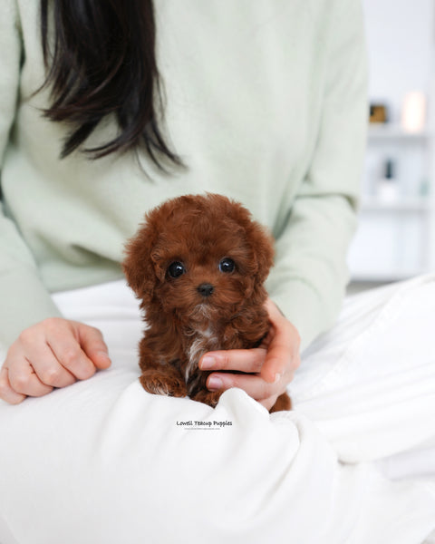 Teacup Poodle Female [Evelyn]