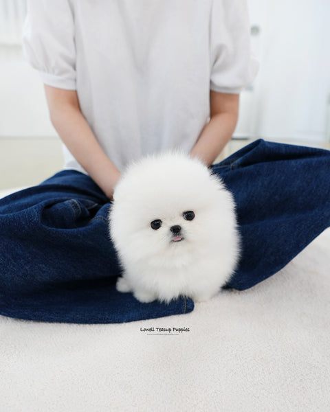 Teacup Pomeranian Male [Biscuit]