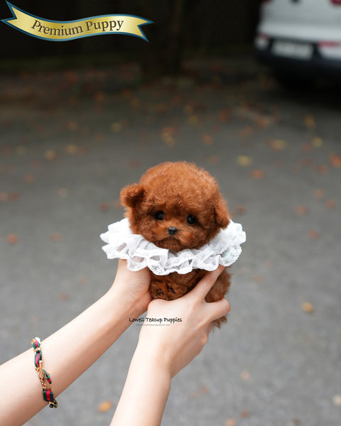 Teacup Poodle Male [Jules]