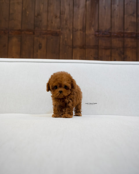 Teacup Poodle Female [BOBO]