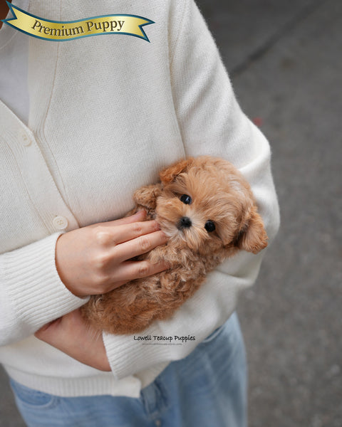 Teacup Maltipoo Female [Lani]