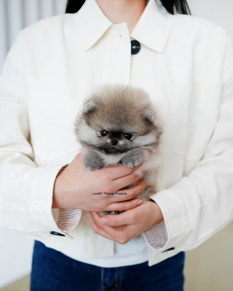Teacup Pomeranian Male [Diego]