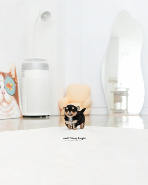 Teacup long hair Chihuahua Female [Kiel]