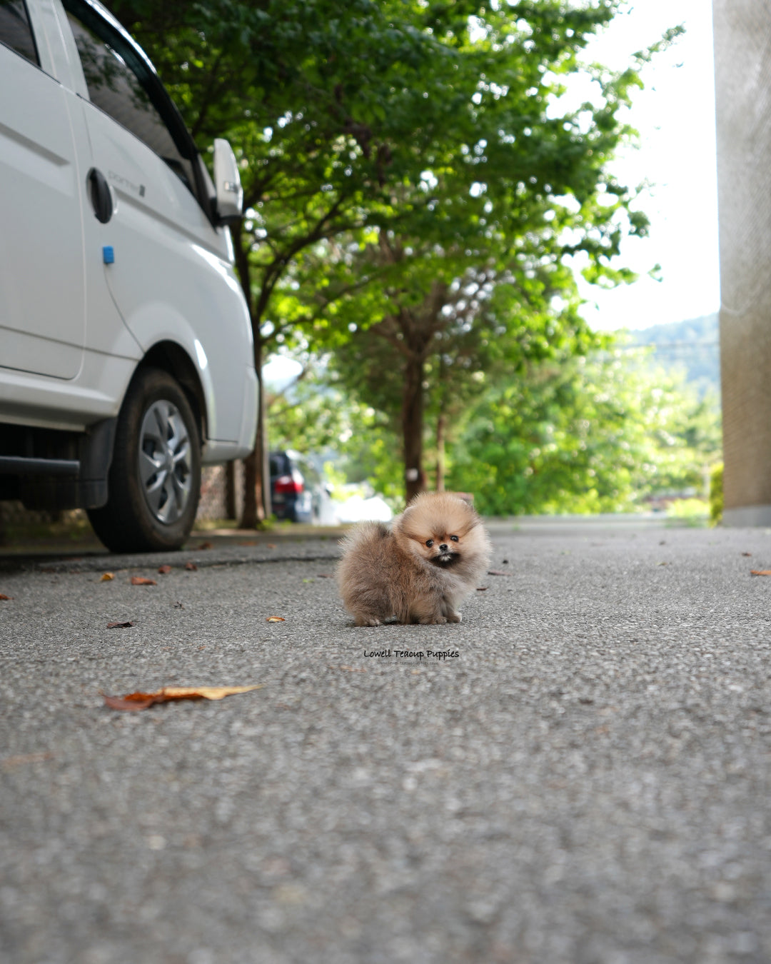 Teacup Pomeranian Male [Berry]