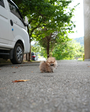Teacup Pomeranian Male [Berry]