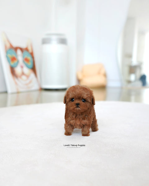 Teacup Maltipoo Female [Lizzy]