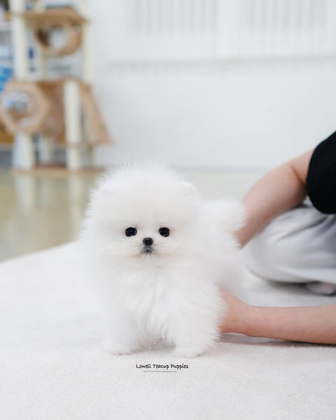 Teacup Pomeranian Female [Sienna]