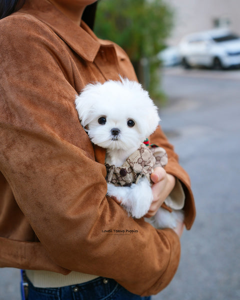 Teacup Maltese Female [Hana]