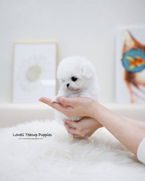 Teacup Bichon Frise Female [Bonbon]