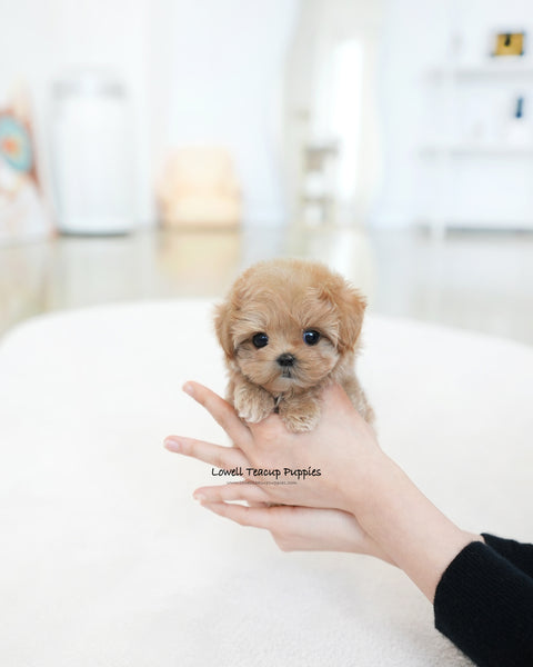 Teacup Maltipoo Female [Ivy]