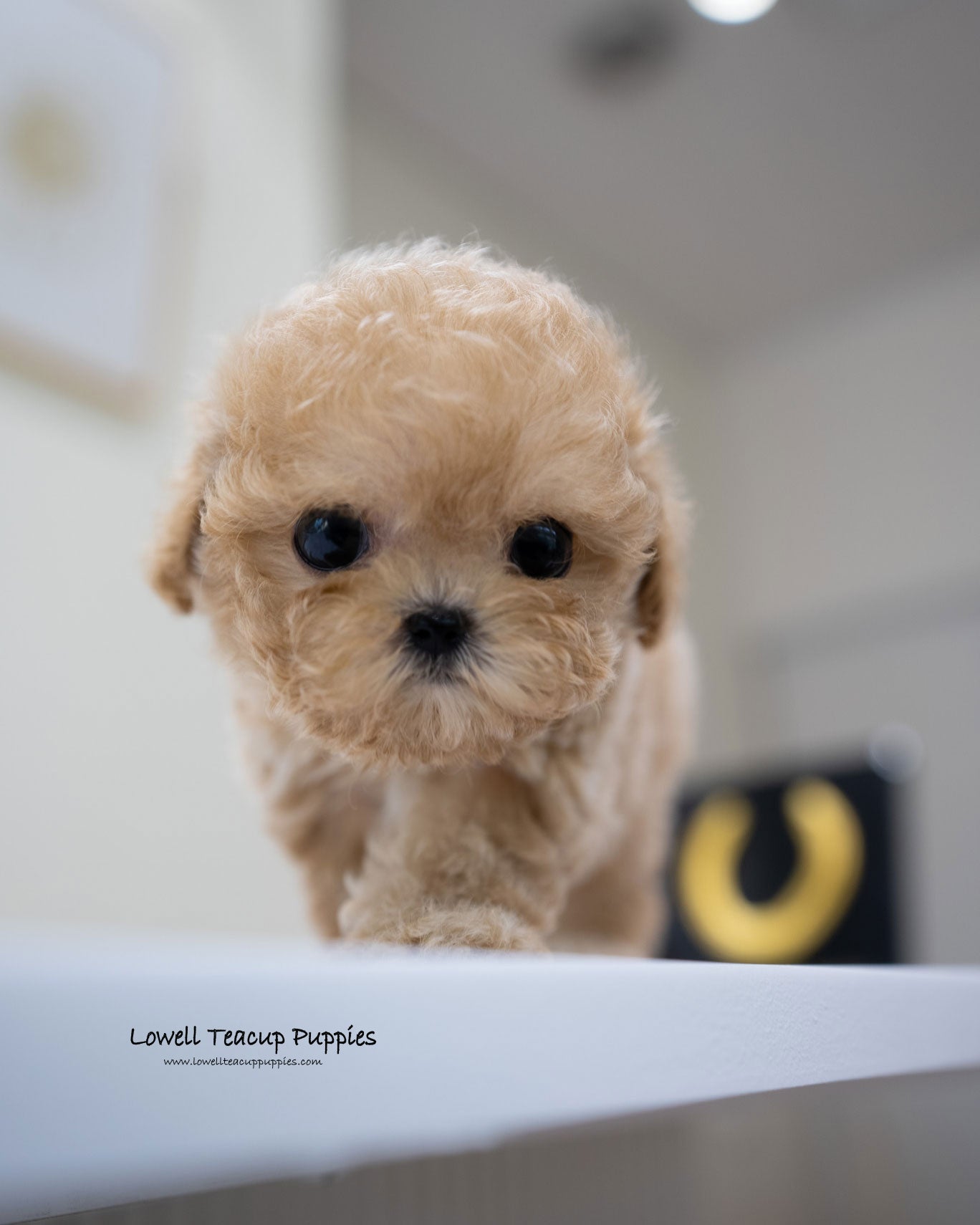 Teacup Poodle Male [Jace]