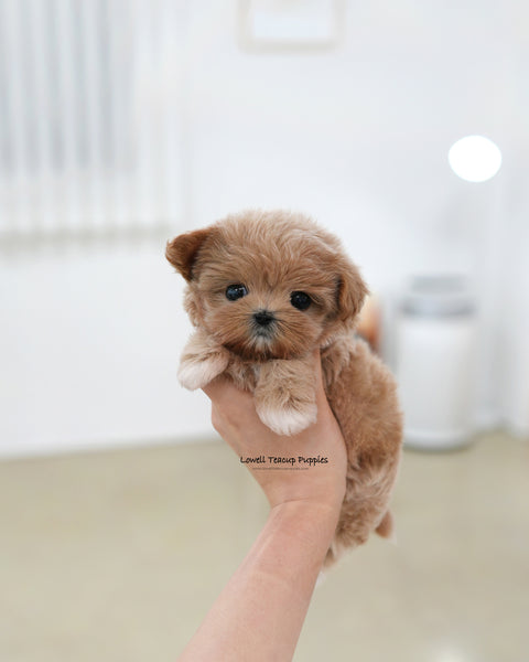 Teacup Maltipoo Female [Bibi]