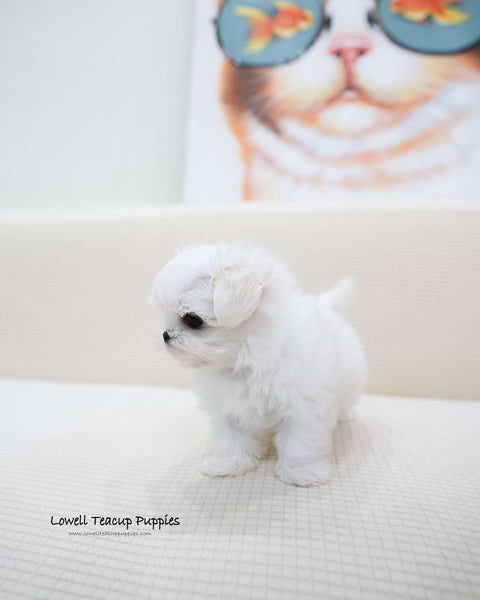 Teacup Maltese Male [Terry]