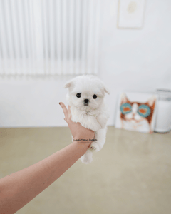 Teacup Maltese Male [Tayo]