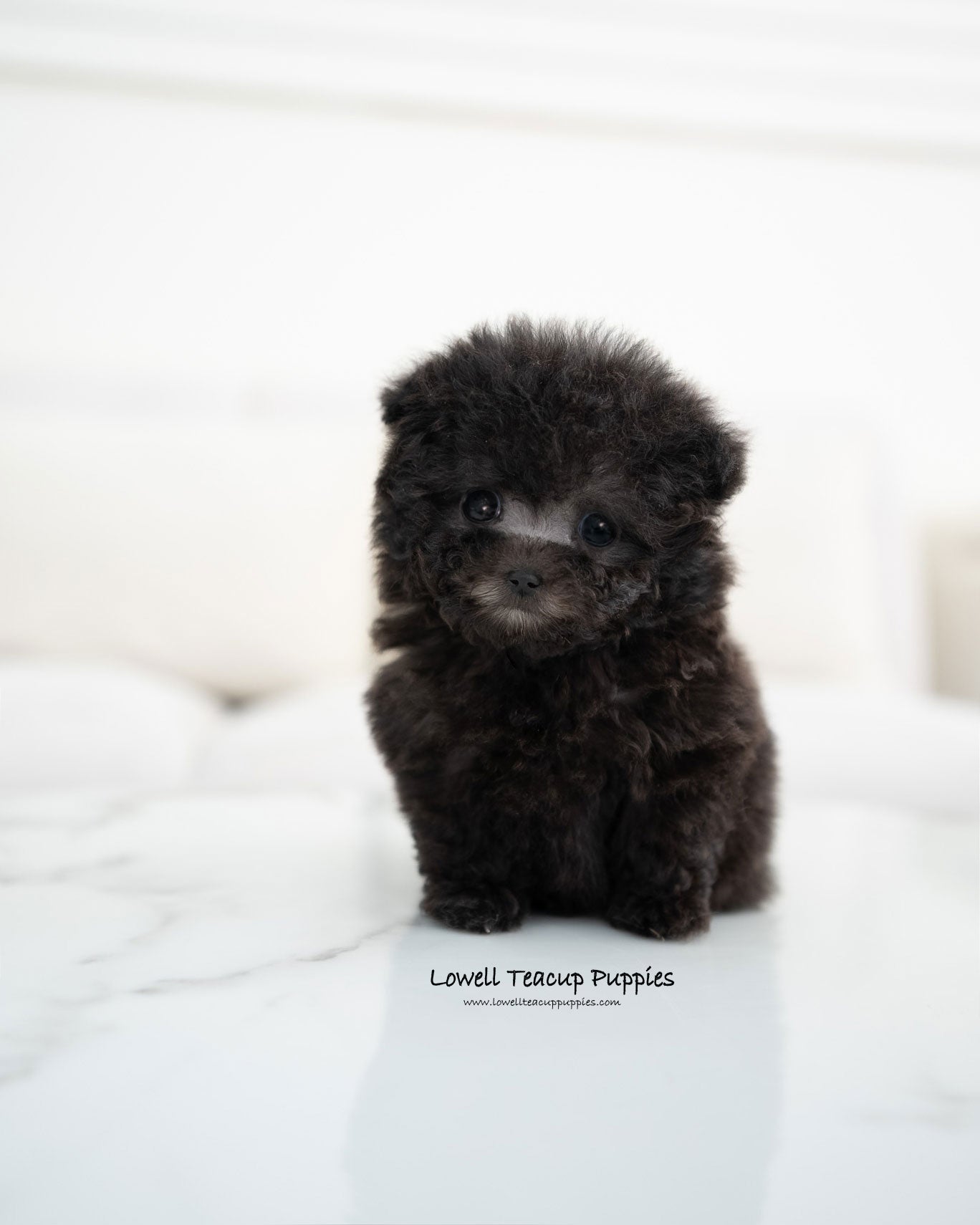 Teacup Poodle Female [Riley]