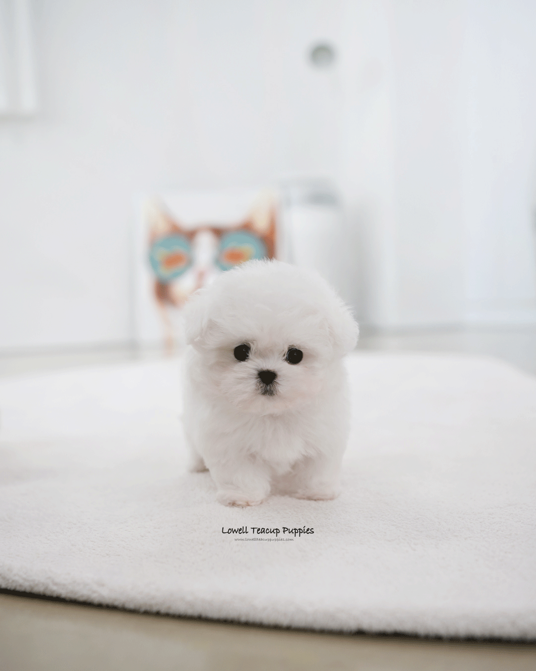 Teacup Bichon Frise Male [Max]