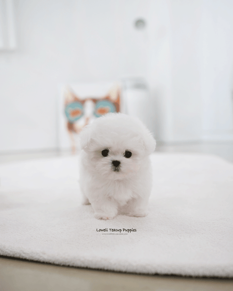 Teacup Bichon Frise Male [Max]