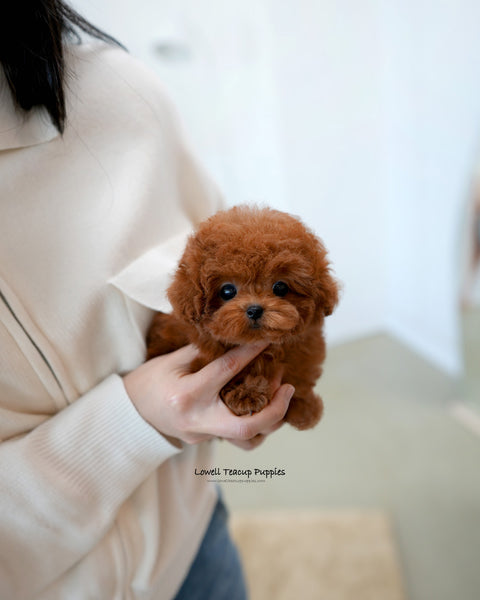 Teacup Poodle Female [Cindy]