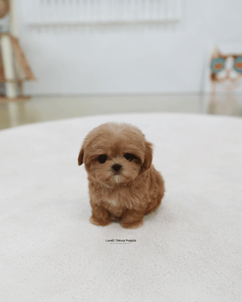 Teacup Maltipoo Male [Bijou]