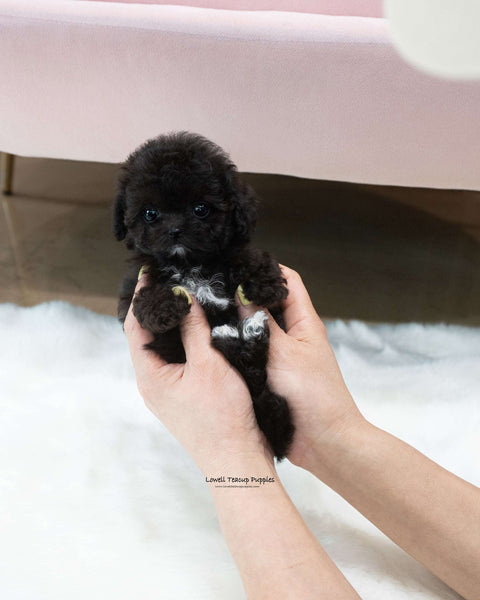 Teacup Poodle Male [Kai]