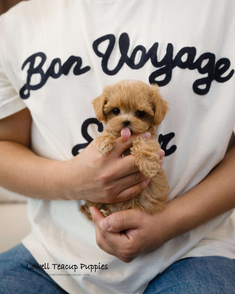 Teacup Maltipoo Female [Amber]