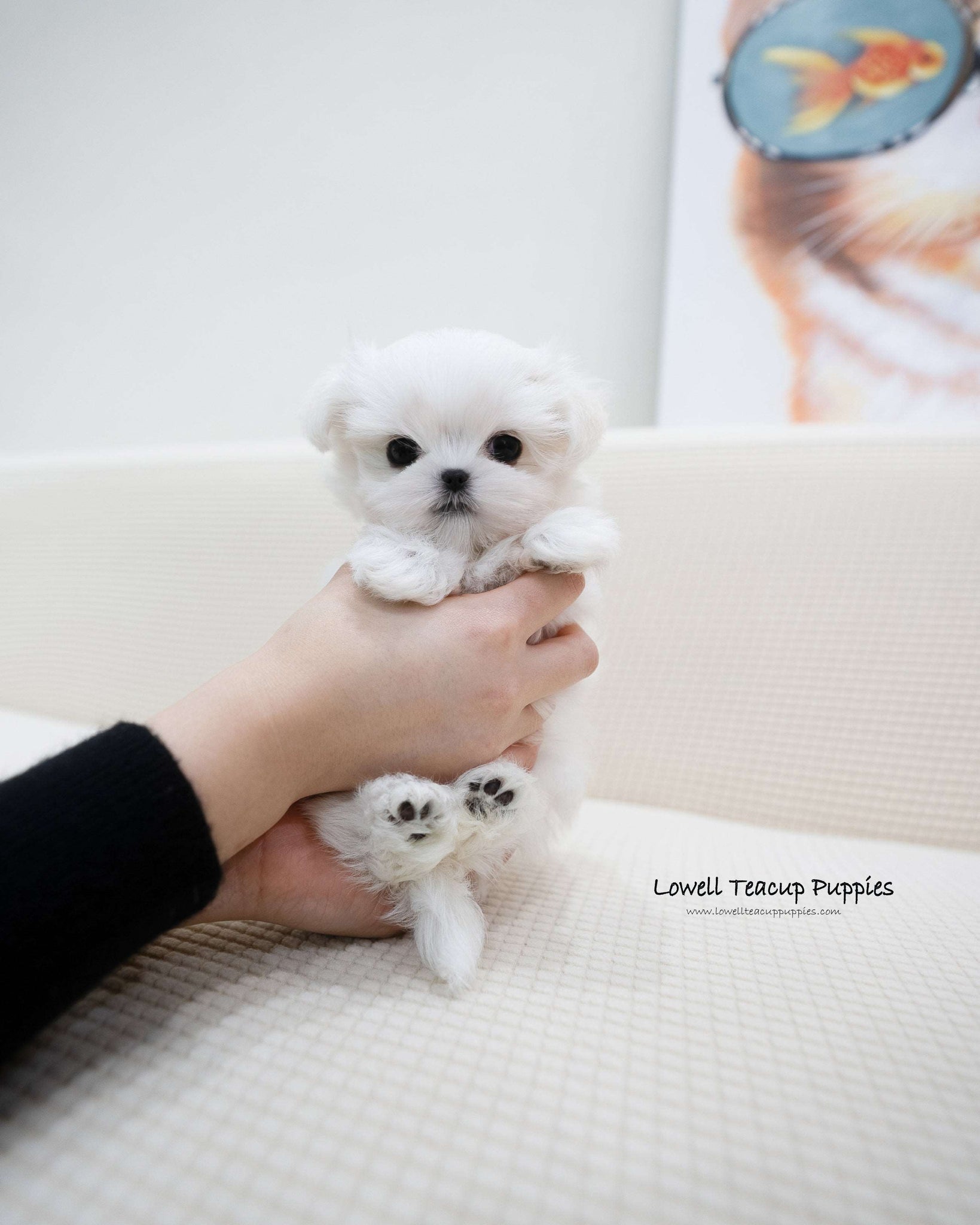 Teacup Maltese Male [Terry]