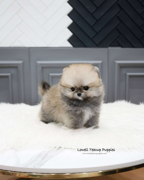 Teacup Pomeranian Female [Stacy]