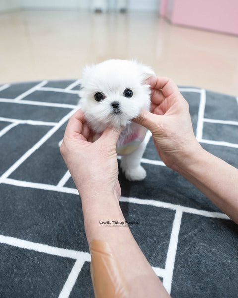Teacup Maltese Female [Kassia]