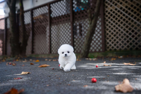 Teacup Bichon frise Male [Otto] - Lowell Teacup Puppies inc
