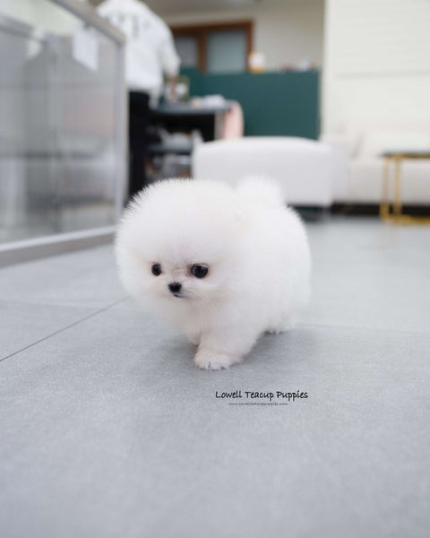 Teacup Pomeranian Female [May]