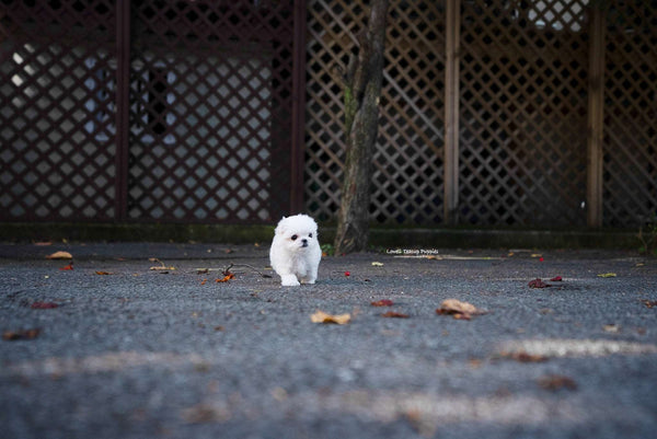 Teacup Maltese Female [Cara] - Lowell Teacup Puppies inc