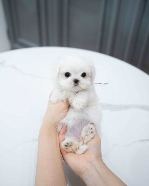 Teacup Maltese Female [Cotton]