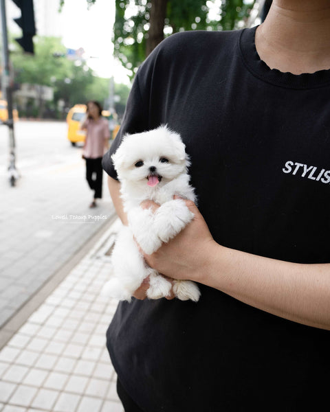 Teacup Maltese Female [Lily]