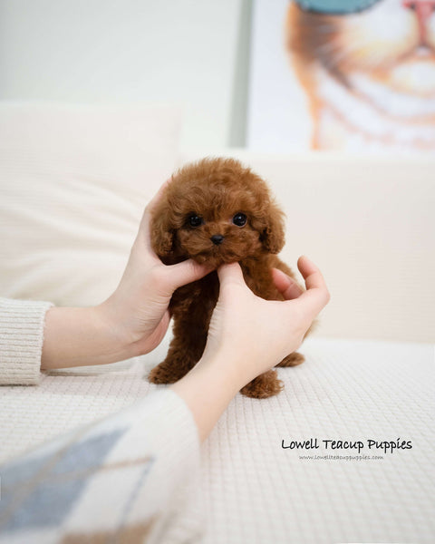 Teacup Poodle Male [Dion]