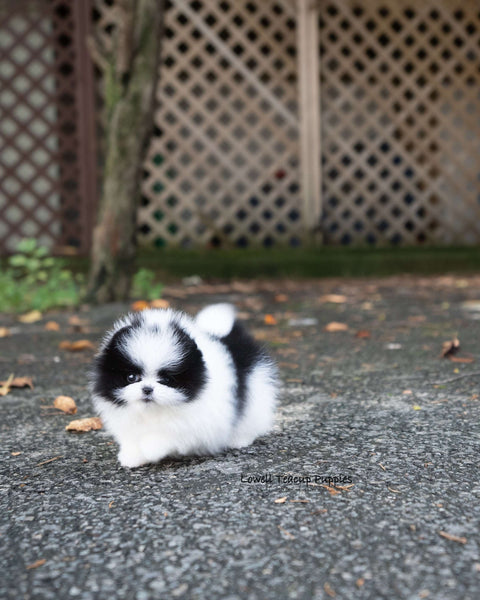 Teacup Pomeranian Female [Nora]