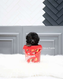 Teacup Poodle Female [Chloe]