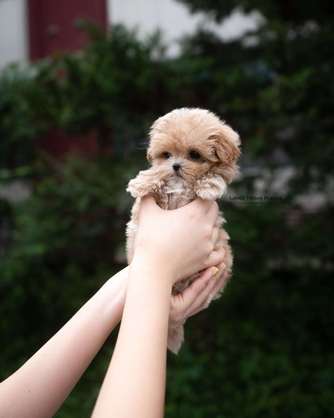 Teacup Maltipoo Female [Lucy]