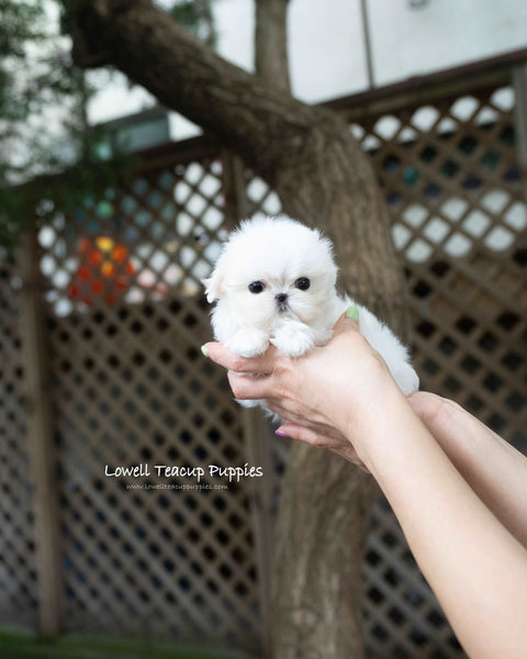 Teacup Maltese Female [Juliette]