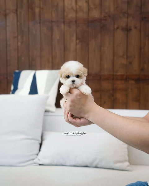 Teacup Maltipoo Male [Bruno]