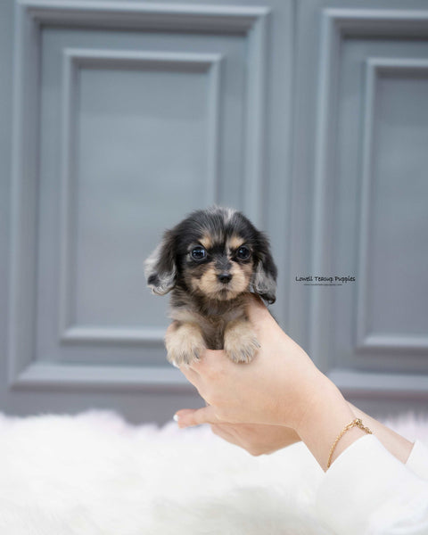 Mini Dachshund Female [Molly]