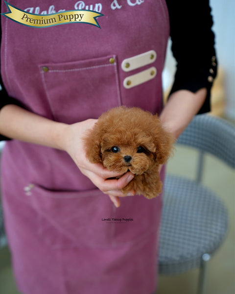 Teacup Poodle Male [Ronnie]