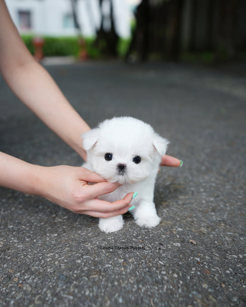 Teacup Maltese Male [Nico]