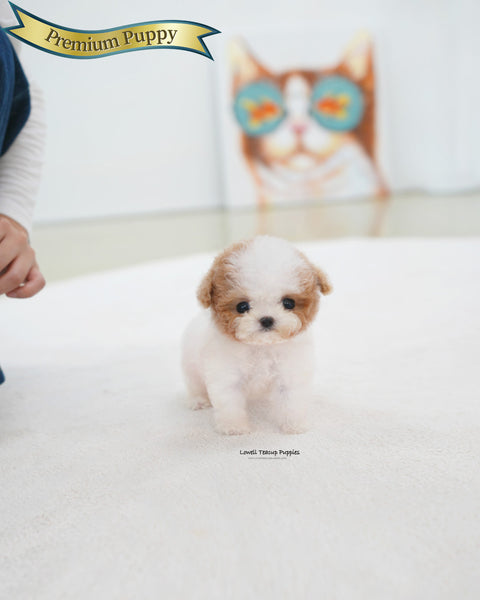 Teacup Maltipoo Female [Apple]