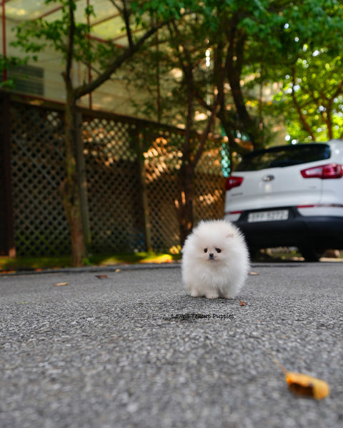 Teacup Pomeranian Female [Nora]