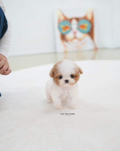 Teacup Maltipoo Female [Apple]
