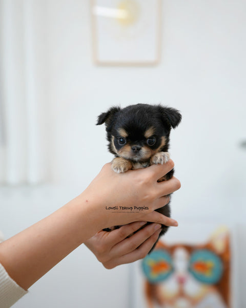 Teacup long hair Chihuahua Female [Dotty]