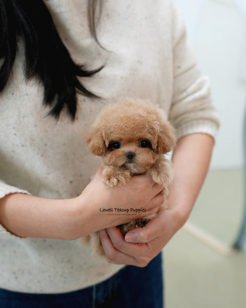 Teacup Poodle Female [Waffle]